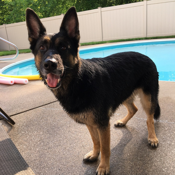 Meet The Posher - Picture 2 of 6